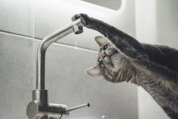 ahorrar agua en casa durante el confinamiento