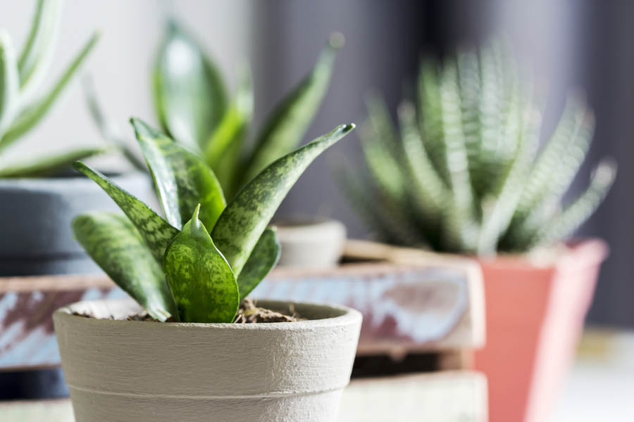 conseguir una casa saludable con plantas